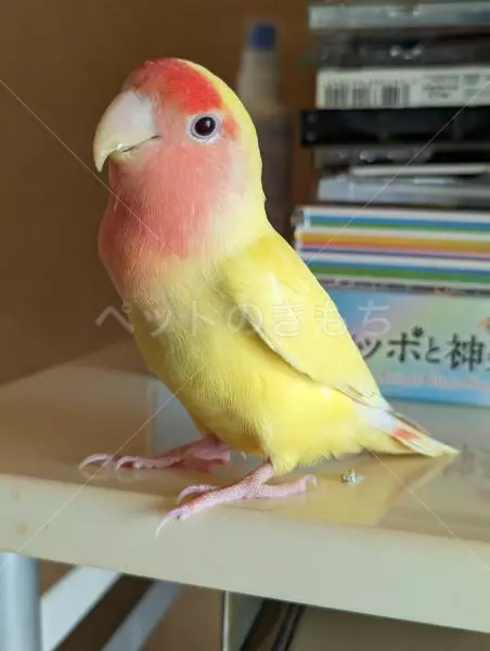 迷子鳥の画像