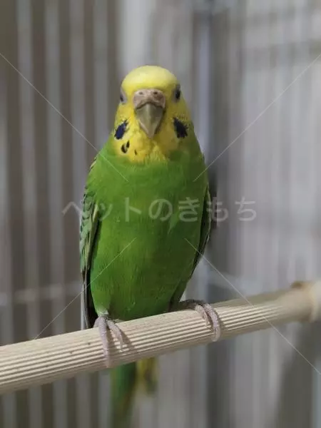 保護鳥の画像