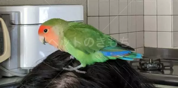 コメントの画像