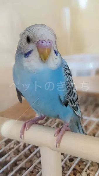 保護鳥の画像