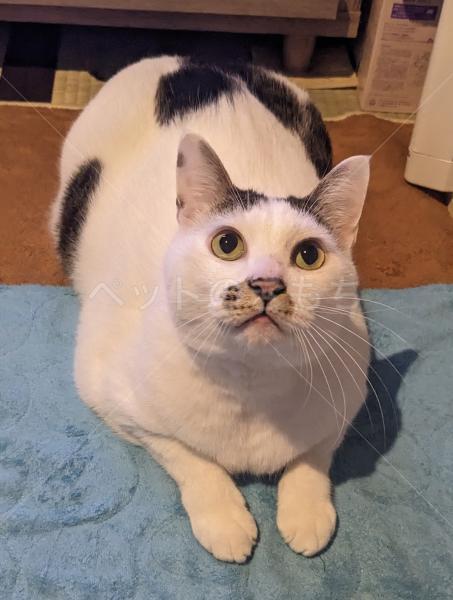 迷子猫の画像