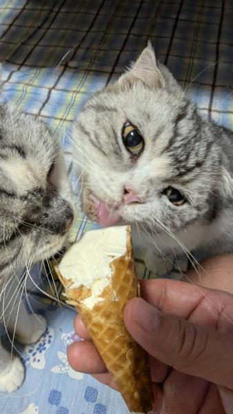 迷子猫の画像