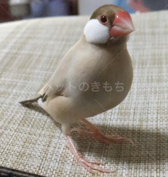 迷子鳥の画像