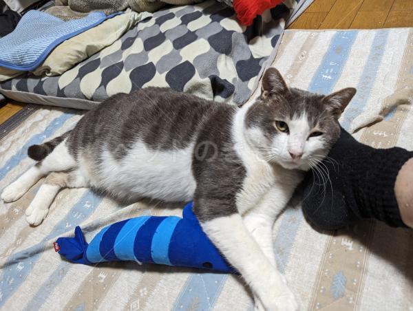 迷子猫の画像