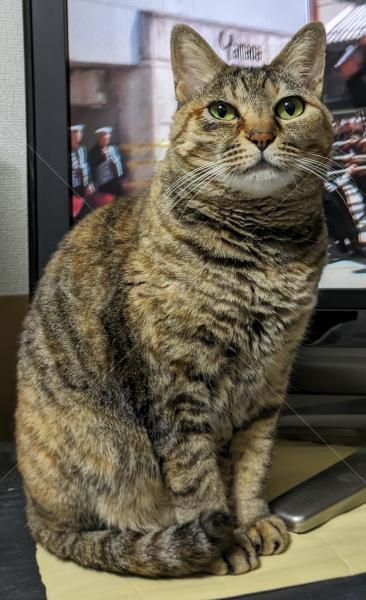 迷子猫の画像