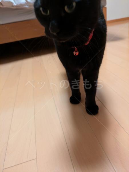 保護猫の画像