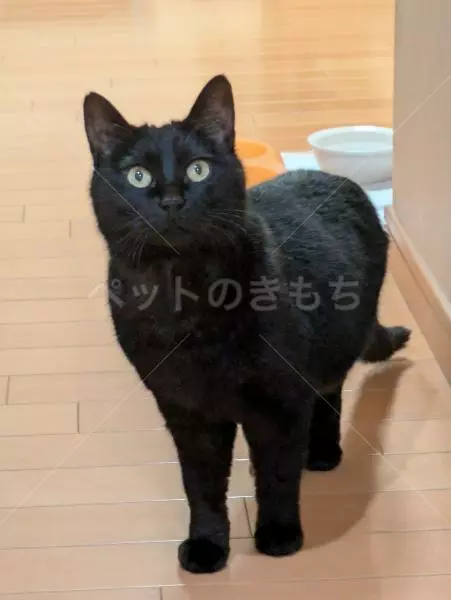 コメントの画像