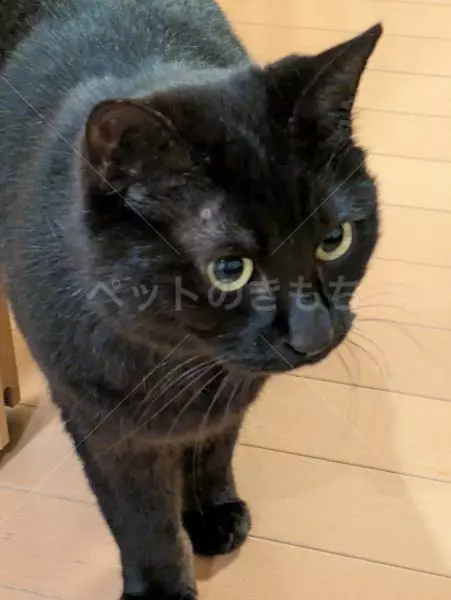 コメントの画像