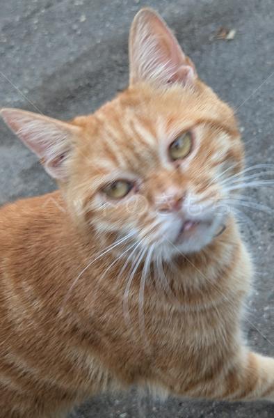 迷子猫の画像