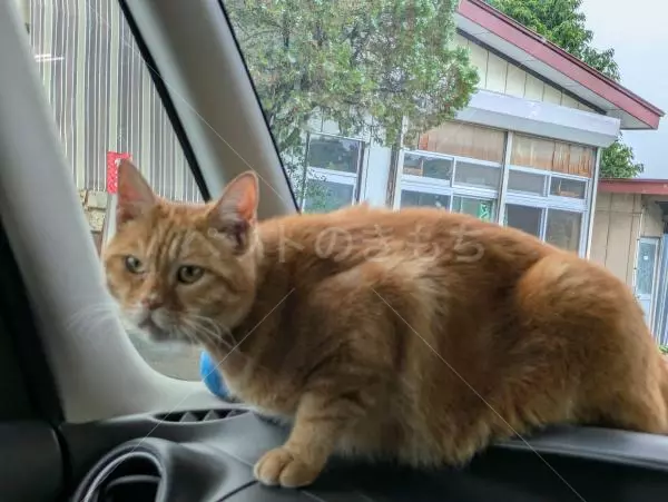 コメントの画像