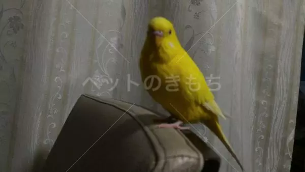 迷子鳥の画像