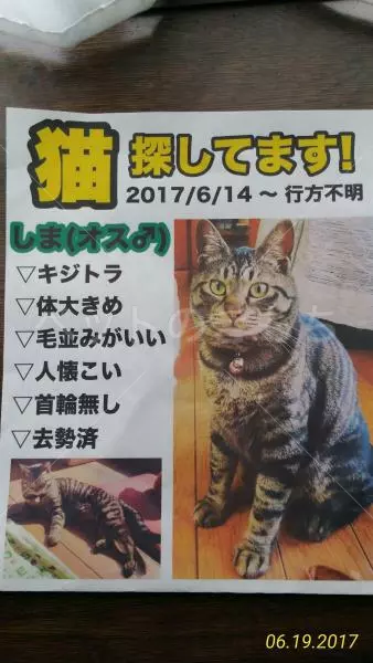迷子猫の画像