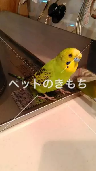 迷子鳥の画像