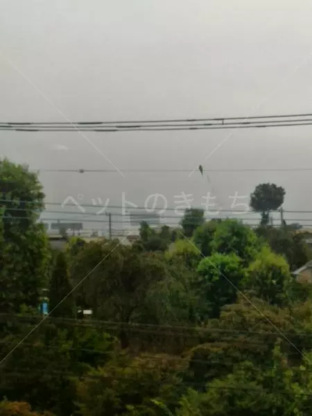 コメント投稿の画像