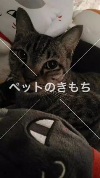 迷子猫の画像