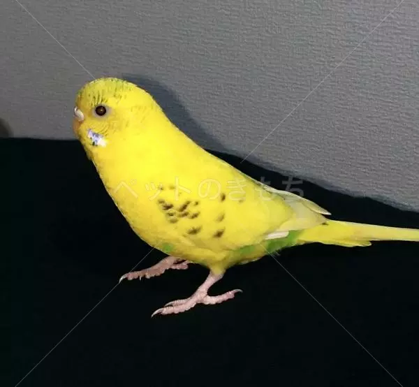 コメント投稿の画像