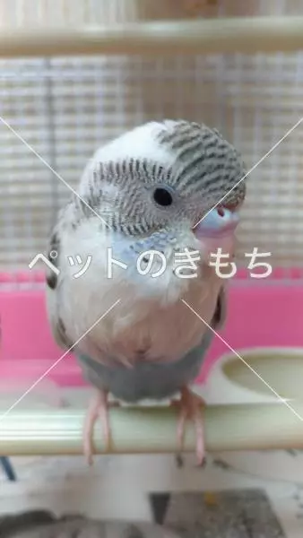 迷子鳥の画像