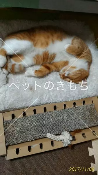 迷子猫の画像