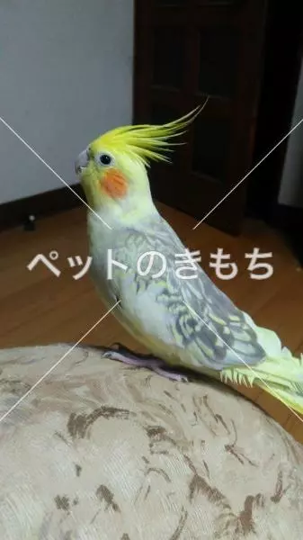 迷子鳥の画像