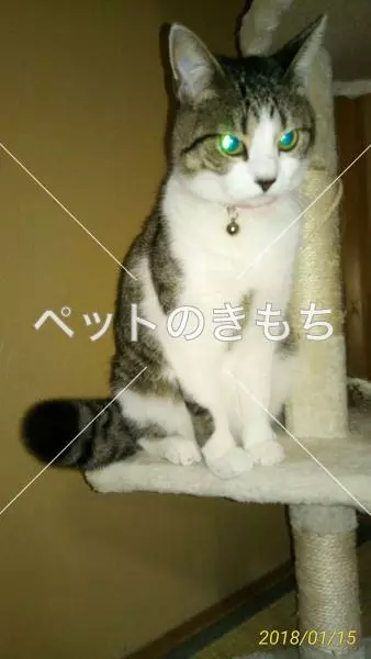 迷子猫の画像