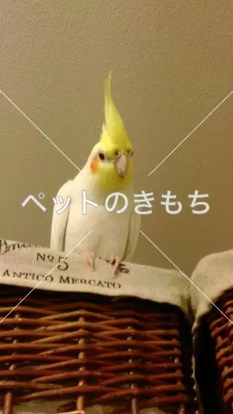 迷子鳥の画像