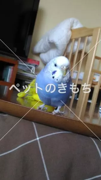 迷子鳥の画像