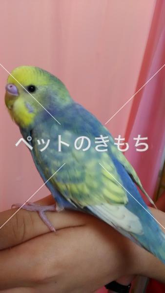 迷子鳥の画像