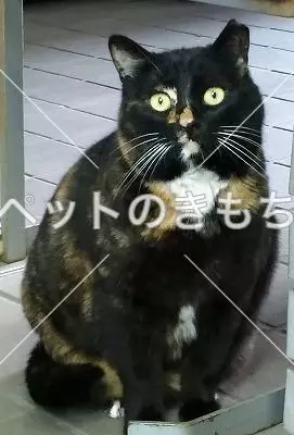 迷子猫の画像