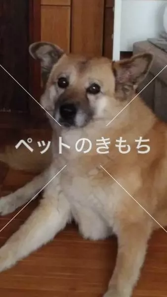 迷子犬の画像