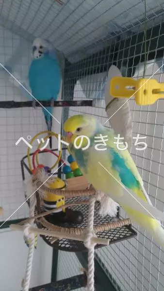 迷子鳥の画像