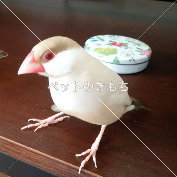 迷子鳥の画像
