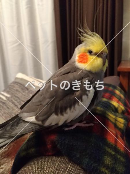 迷子鳥の画像