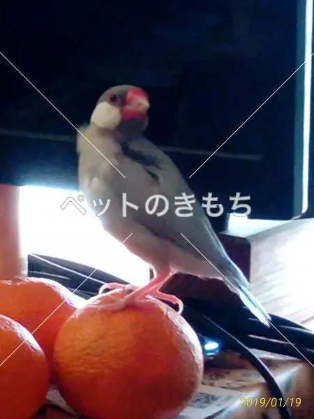 迷子鳥の画像
