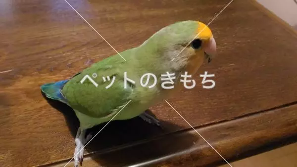 コメント投稿の画像