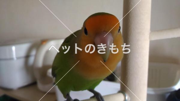 コメント投稿の画像