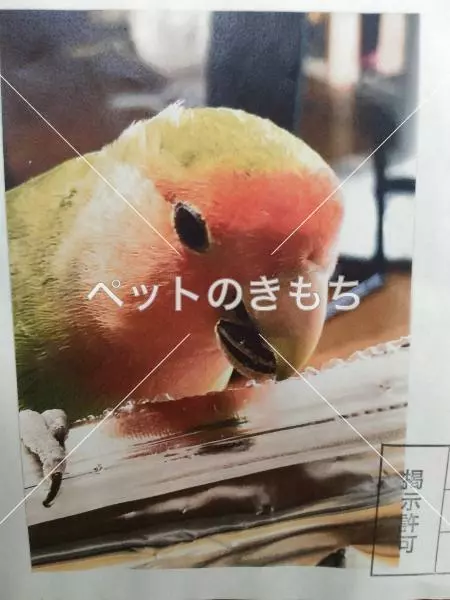 コメント投稿の画像