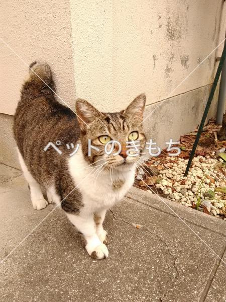 保護猫の写真