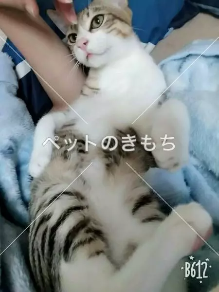 迷子猫の画像