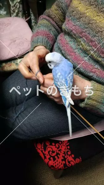 迷子鳥の画像