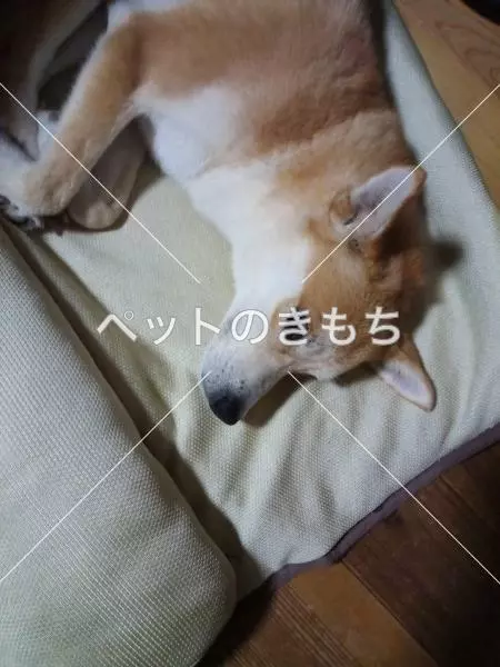 迷子犬の画像