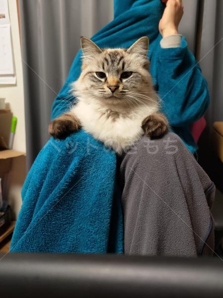 迷子猫の画像