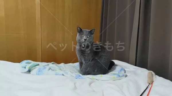 迷子猫の画像