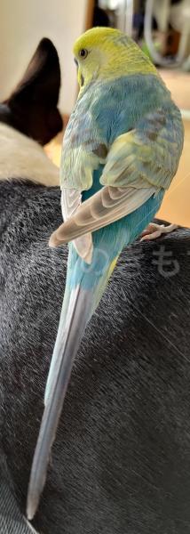 迷子鳥の画像