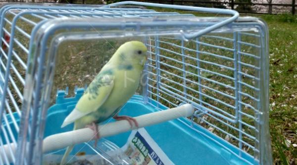 迷子鳥の画像