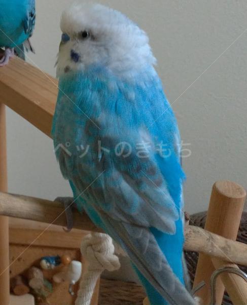 迷子鳥の画像