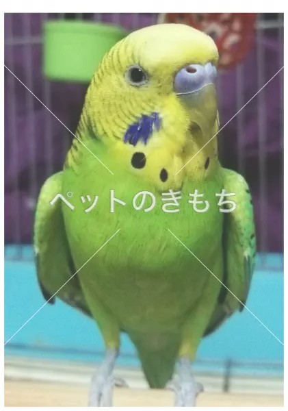 保護鳥の画像