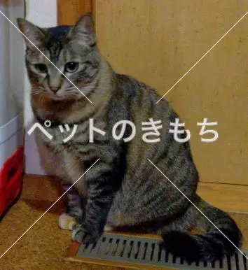 迷子猫の画像