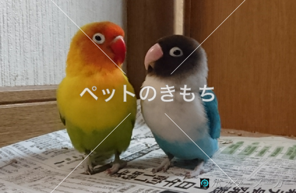 迷子鳥の画像