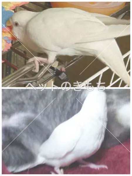 迷子鳥の画像