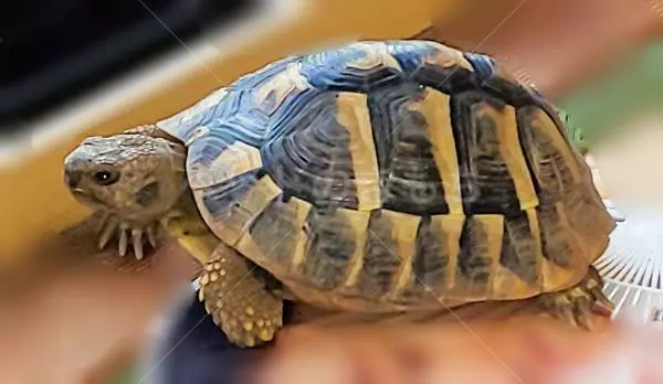 迷子ペットの画像